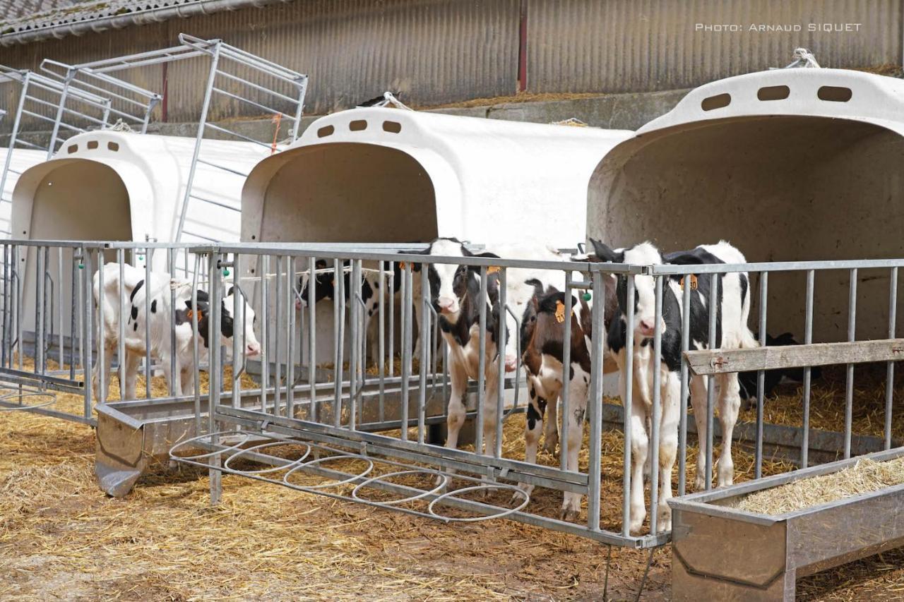 Gite Familial Ferme Des Aujes Falaen Onhaye Eksteriør billede